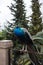 Peacock in rainy park, Alhambra, Granada, Spain