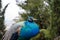 Peacock in rainy park, Alhambra, Granada, Spain