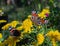 Peacock and red admiral butterflies on yellow flowers