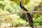 Peacock in reserve on Moni island, Aegina, Greece