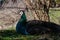 Peacock Resting In the Brush