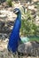 A Peacock resting in the rocks on the Mediterranean Island of Cyprus