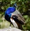 Peacock on a Rock