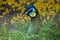 Peacock in a Russian zoo.