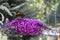 A peacock`s eye Aglais io sits on the umbel of a purple lilac Syringa vulgaris and sucks nectar from the small flowers with i