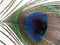 Peacock`s feather close up in macro photography.