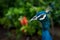 Peacock`s head in full face in garden.