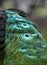 Peacock`s spotted blue and green tail feathers