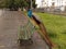 Peacock in Santana Field, Republic Square, Rio de Janeiro, Downtown, Brazil