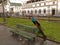 Peacock in Santana Field, Republic Square, Rio de Janeiro, Downtown, Brazil