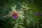 A peacock is searching nectar on a butterfly bush