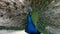 Peacock shakes feathers. Colourful peacock shows his feathers to female