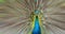 Peacock showing its beautiful feather with motion blur