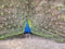 A peacock showing off it`s colors.