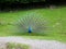 peacock shows itself in all its glory