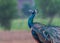 Peacock singing rainy song
