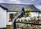 Peacock sitting on the fence with british house on a background