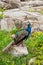 Peacock sitting on the stone