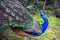 Peacock sitting on a wooden pole in nature. With a closed tail.