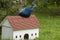 Peacock on small house