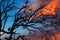 Peacock standing in a tree at sunset