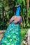 Peacock stands back with folded tail