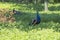 Peacock stands in a meadow in the grass