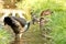 Peacock In Stream Drinking