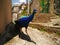 A peacock strutting down the street in Italy