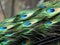 Peacock tail blue and green feathers in macro. Beautiful background