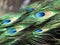 Peacock tail blue and green feathers in macro. Beautiful background