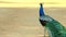 Peacock with tail lowered goes before the camera