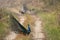 Peacock With Tail Spread on Jungle Road