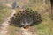 Peacock With Tail Spread on Jungle Road