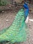 Peacock with tail tail feather