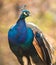 Peacock on the tree