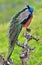 Peacock on the tree. Portrait of beautiful peacock . The Indian peafowl or blue peafowl Pavo cristatus.