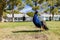 Peacock walking around in the Floyd Lamb Park