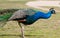 Peacock walking on a farm