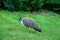 A peacock walking in the grass