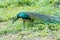 Peacock walking in the grass