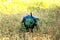 Peacock walking in the grass