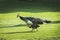 Peacock walking on grass land