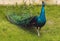 Peacock walking on green grass