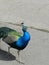 Peacock walking in the park. A beautiful bird. Perfect for wallpaper.