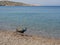 Peacock walking at Plaka beach