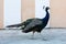 A peacock walks against a beige and white wall