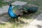 Peacock walks with a complex tail blue green colored male