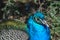 Peacock walks with a complex tail blue green colored male