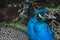 Peacock walks with a complex tail blue green colored male